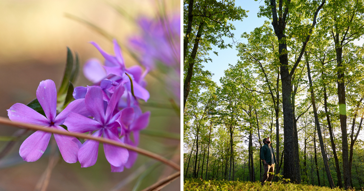 Wildflowers and a recuperating savannah forest in central Alabama.