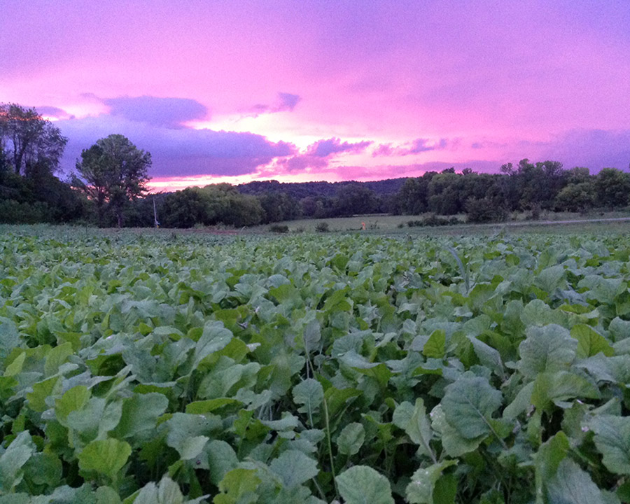 Sunrise over the turnip field in Tennessee   Photograph submitted by Bonnie Bratton